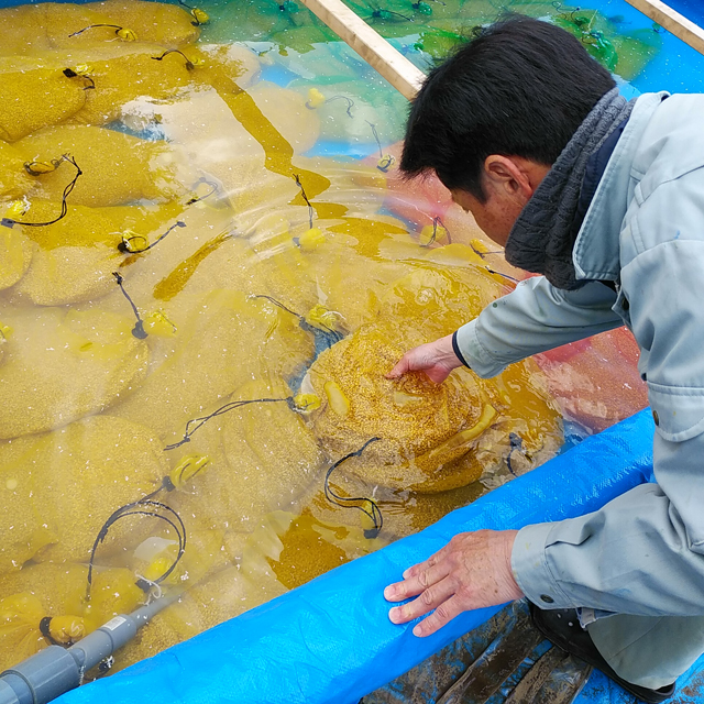 種籾を水に浸します