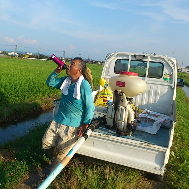 夏の暑い盛りに撒く穂肥