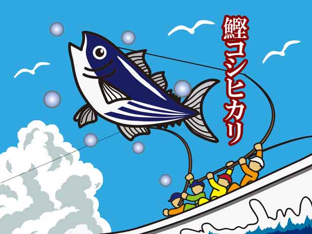鰹コシヒカリ
