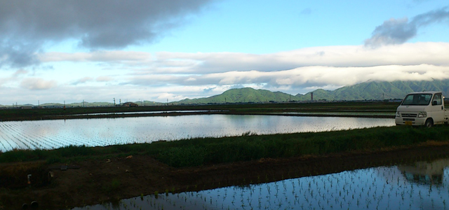 うまい米作りに生育調査は欠かせません