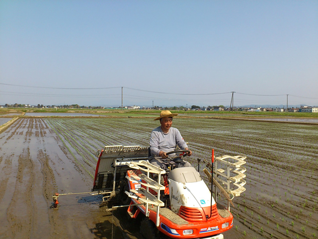 田植え